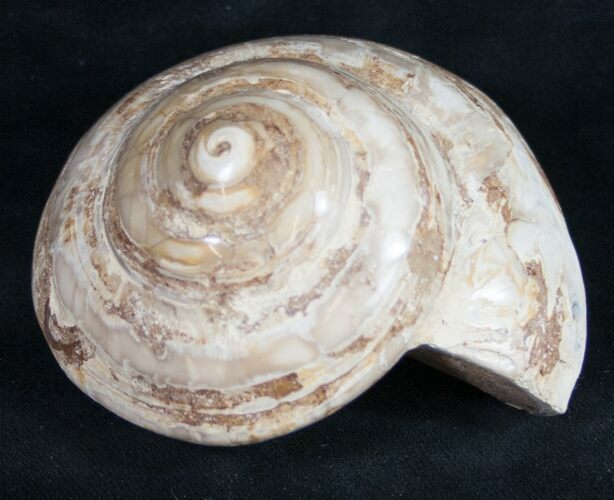 Giant Fossil Snail (Pleurotomaria) - Madagascar #9541